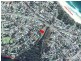 110 West Street, Culburra Beach NSW 2540