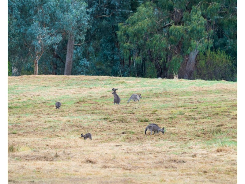 827 Centaur Rd, Hamilton Valley NSW 2641