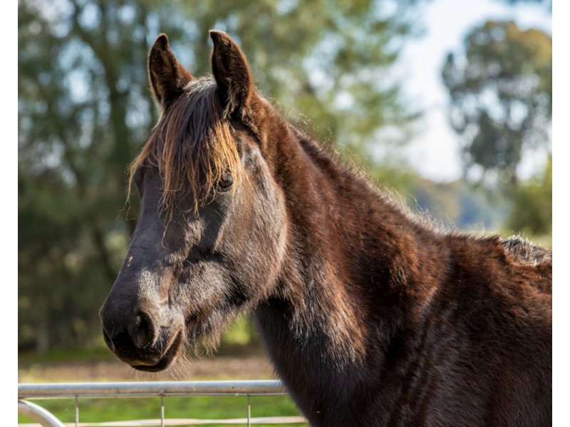 Lots 213 – 215 Henty-Plesant Hills Rd, Henty NSW 2658