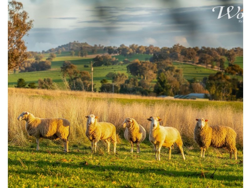 710 Hovell Rd, Moorwatha NSW 2640