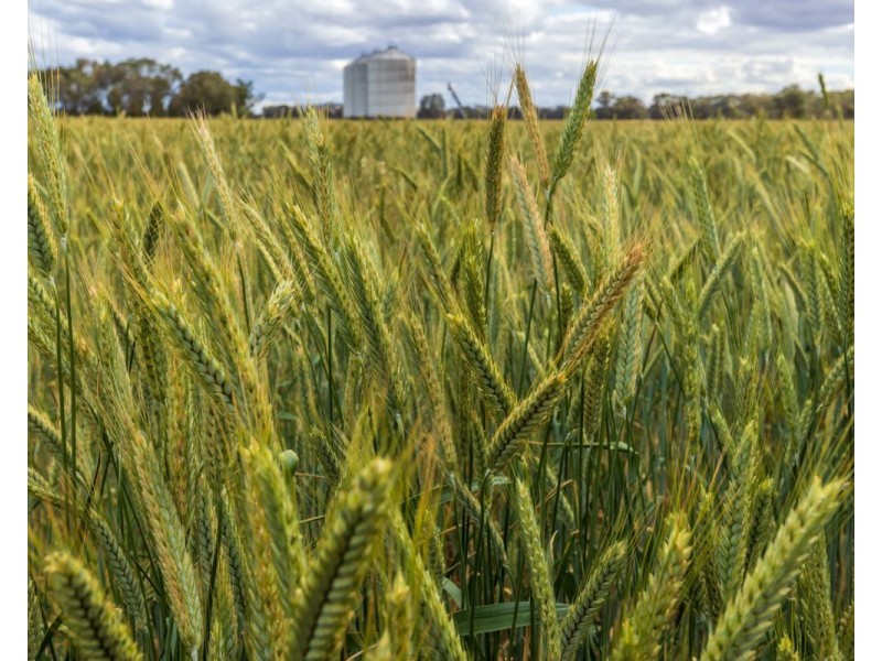 99 Walla Cemetery Lane, Walla Walla NSW 2659