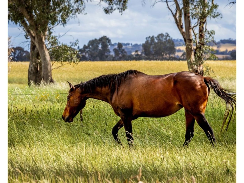 99 Walla Cemetery Lane, Walla Walla NSW 2659