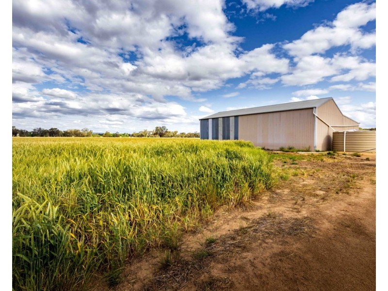 99 Walla Cemetery Lane, Walla Walla NSW 2659