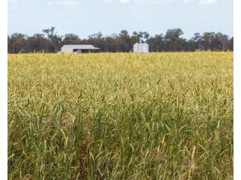 99 Walla Cemetery Lane, Walla Walla NSW 2659