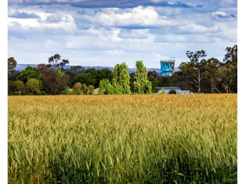 99 Walla Cemetery Lane, Walla Walla NSW 2659