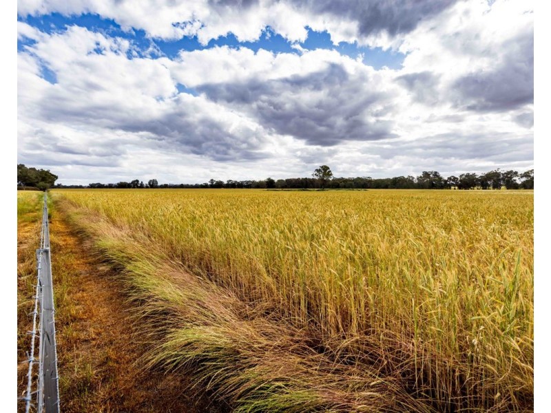 99 Walla Cemetery Lane, Walla Walla NSW 2659