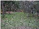 Forest Glen QLD 4556