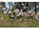 Gleneagle QLD 4285