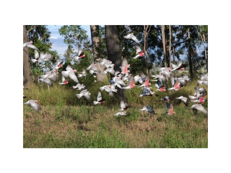 Gleneagle QLD 4285