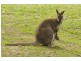 Cedar Vale QLD 4285