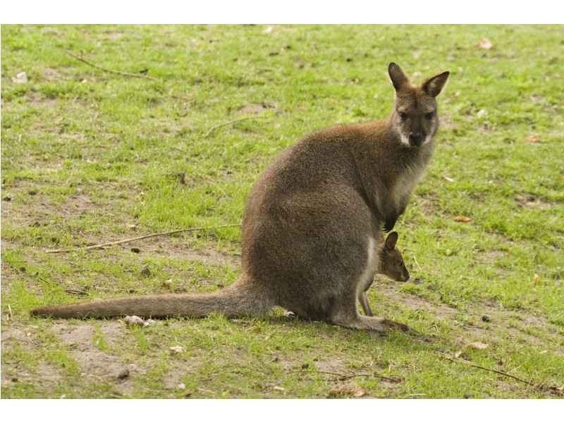 Cedar Vale QLD 4285