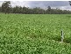 Kensington Grove QLD 4341