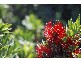 Rosewood QLD 4340