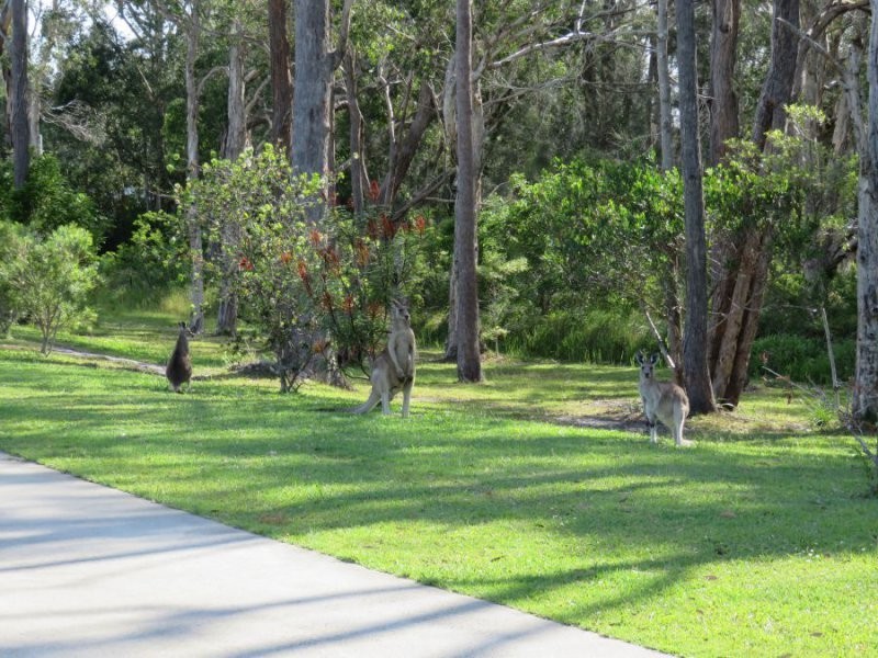 120 Wattlegrove Terrace, Valla Beach NSW 2448