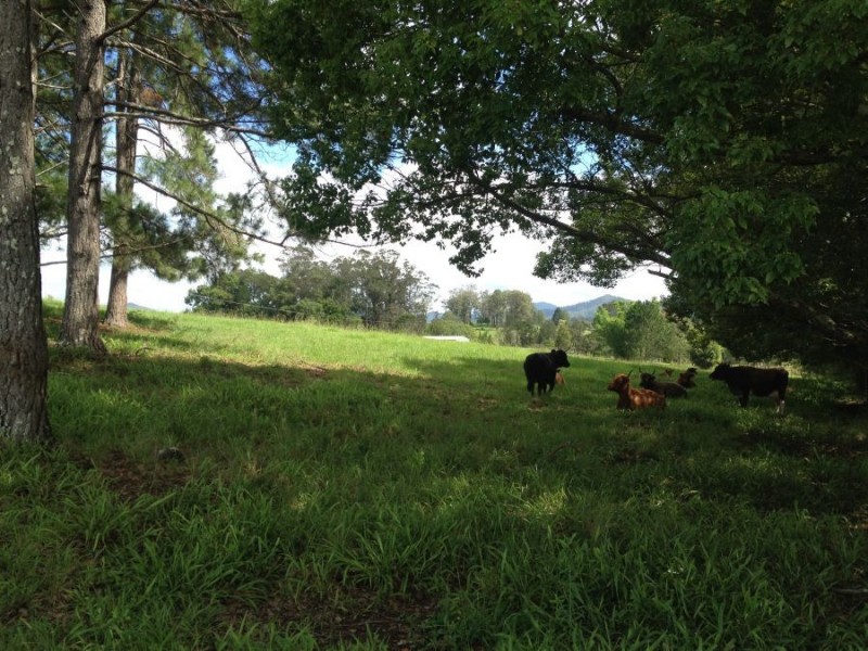 25 Borefield Road, Bowraville NSW 2449