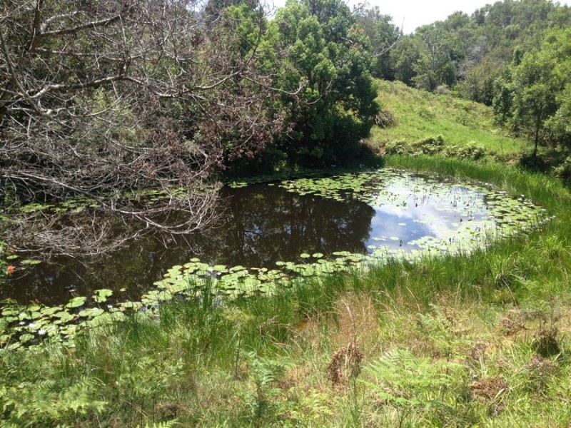 1072 Valla Road, Valla NSW 2448