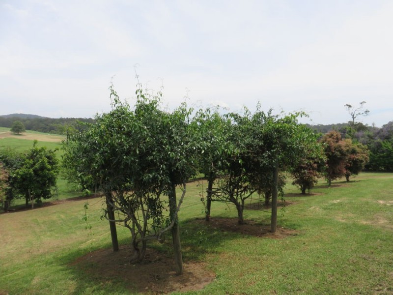 11 Archie Close, Congarinni NSW 2447