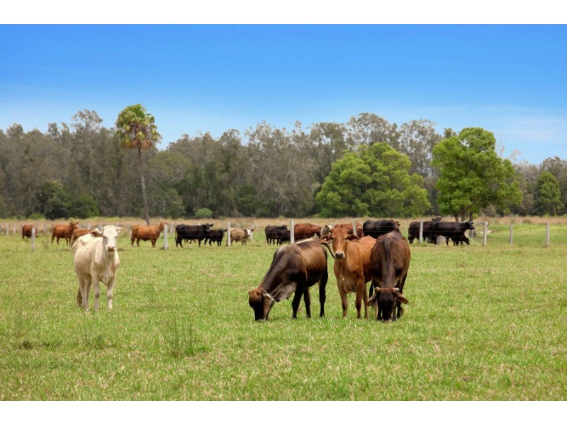 LOT 4 GUMMA ROAD, Gumma NSW 2447