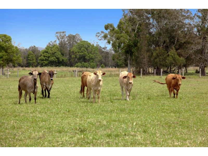 LOT 4 GUMMA ROAD, Gumma NSW 2447