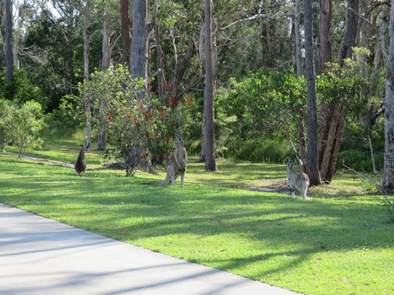 97 Wattlegrove Terrace, Valla Beach NSW 2448