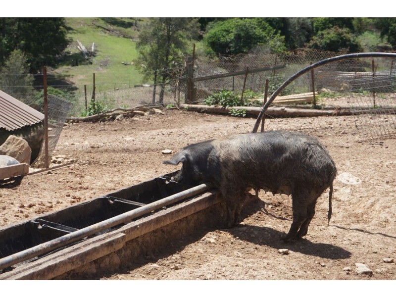 225 South Arm Road, South Arm NSW 2449