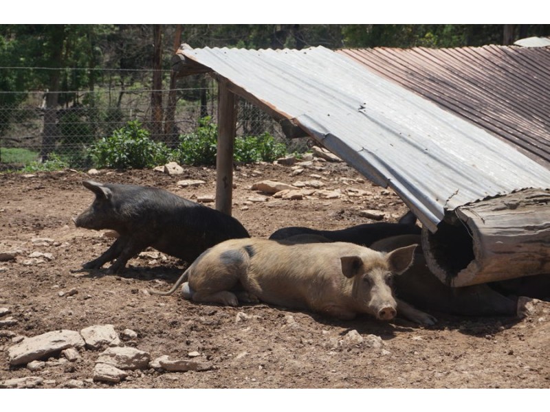 225 South Arm Road, South Arm NSW 2449