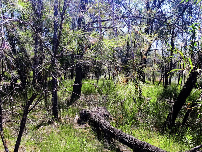 82 Gorokan Road, Wyee NSW 2259