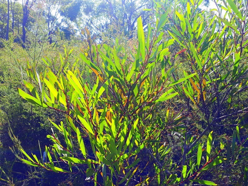 58 Gorokan Road, Wyee NSW 2259