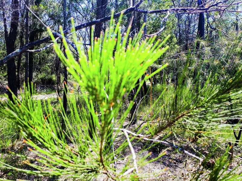 82 Gorokan Road, Wyee NSW 2259