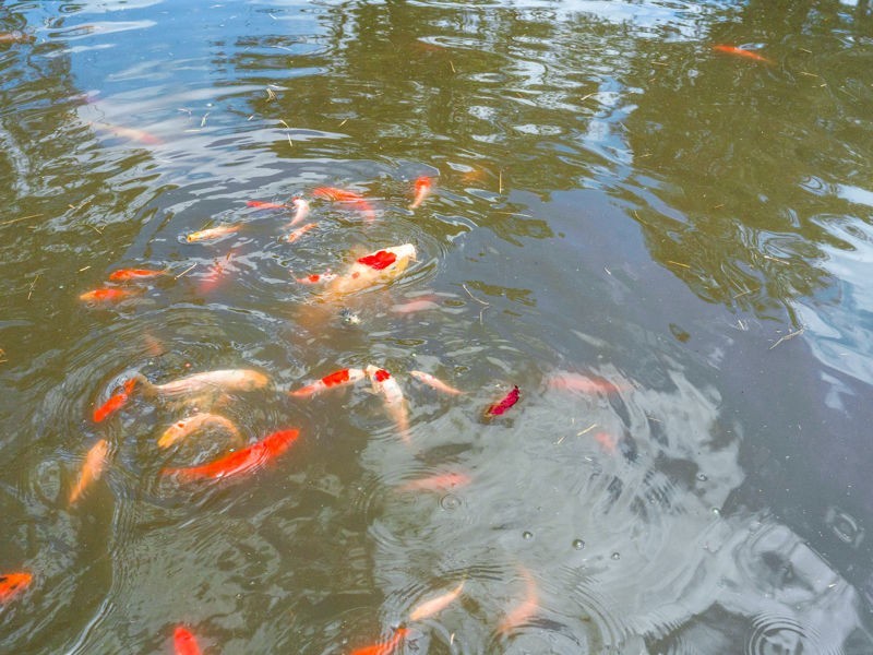 5 Saddlers Way, Wyee Point NSW 2259