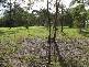 Abbotsford QLD 4670