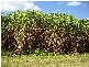 Moorland QLD 4670