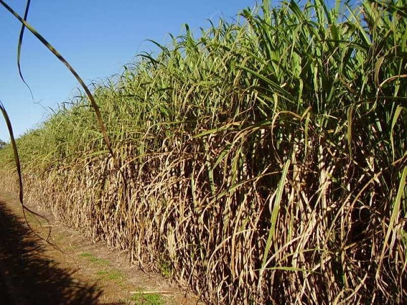 1063 Gin Gin Road, Sharon QLD 4670