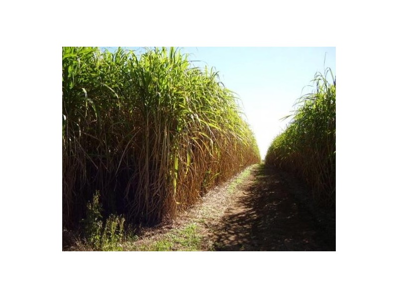 1063 Gin Gin Road, Sharon QLD 4670