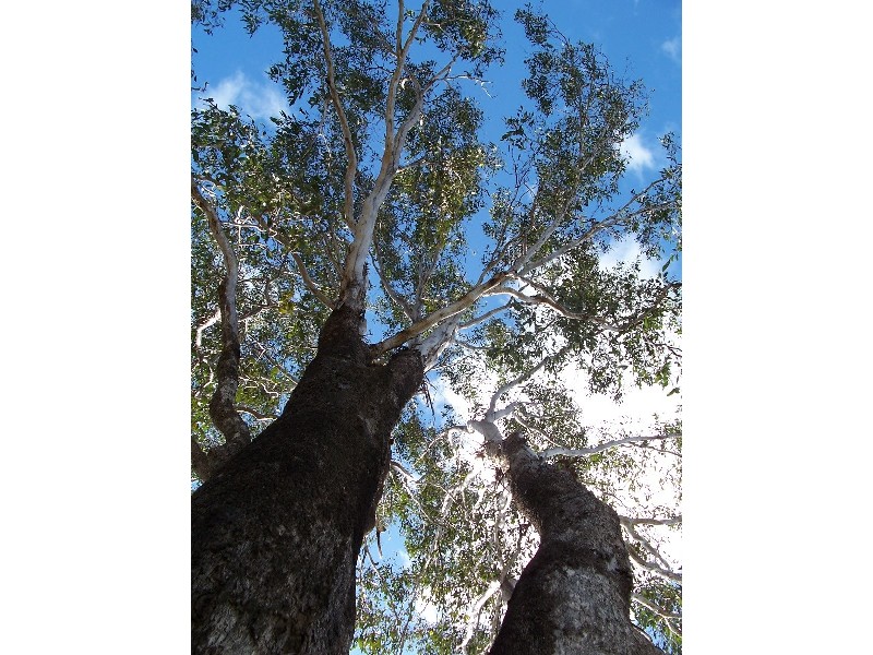Bucca QLD 4670