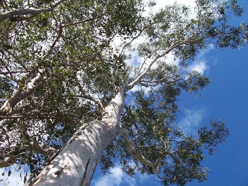 Bucca QLD 4670
