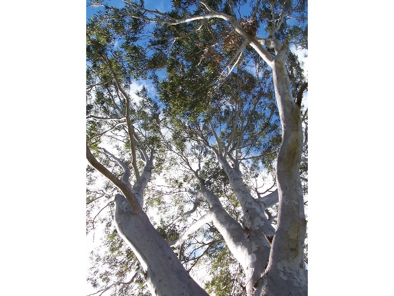 Bucca QLD 4670