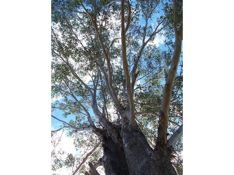 Bucca QLD 4670