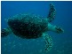 Bargara QLD 4670