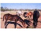 Ceratodus QLD 4627