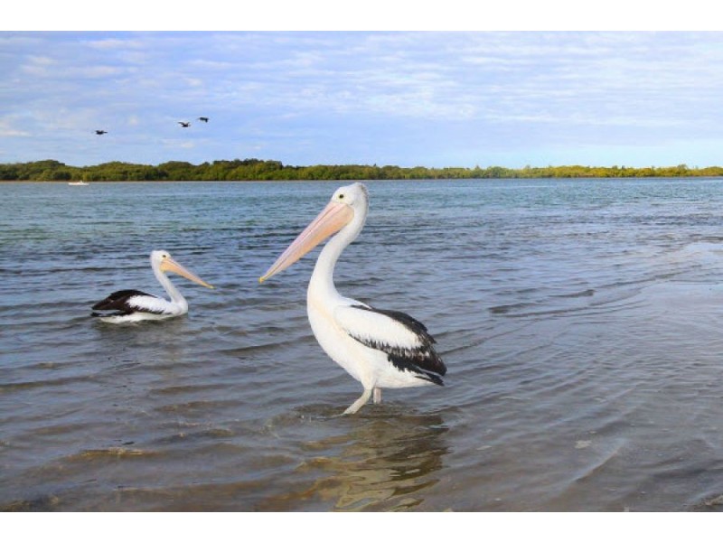 20/3 Kirsten Court, Maroochydore QLD 4558