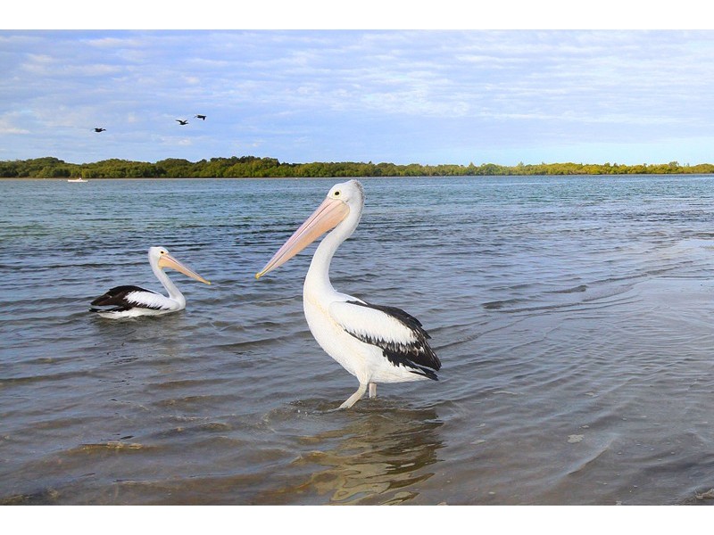 4/13 Bradman Avenue, Maroochydore QLD 4558