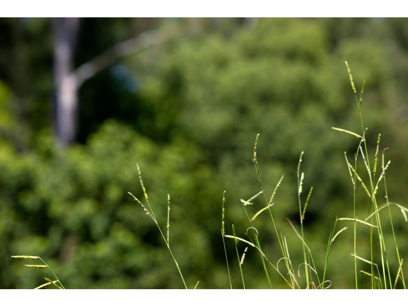 31 Coonowrin Road, Glass House Mountains QLD 4518