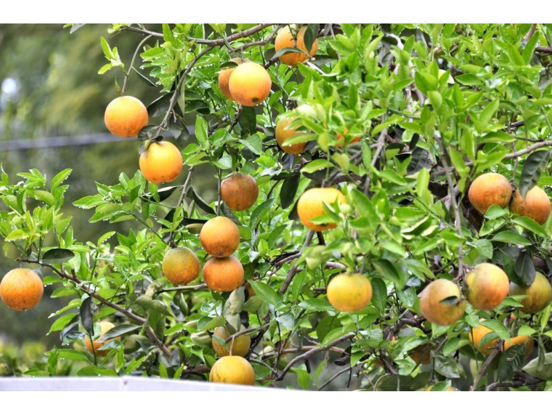 3 Parkview Terrace, Buderim QLD 4556