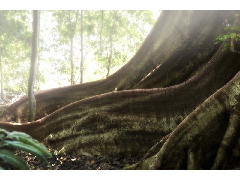 18 Kerenjon Avenue, Buderim QLD 4556