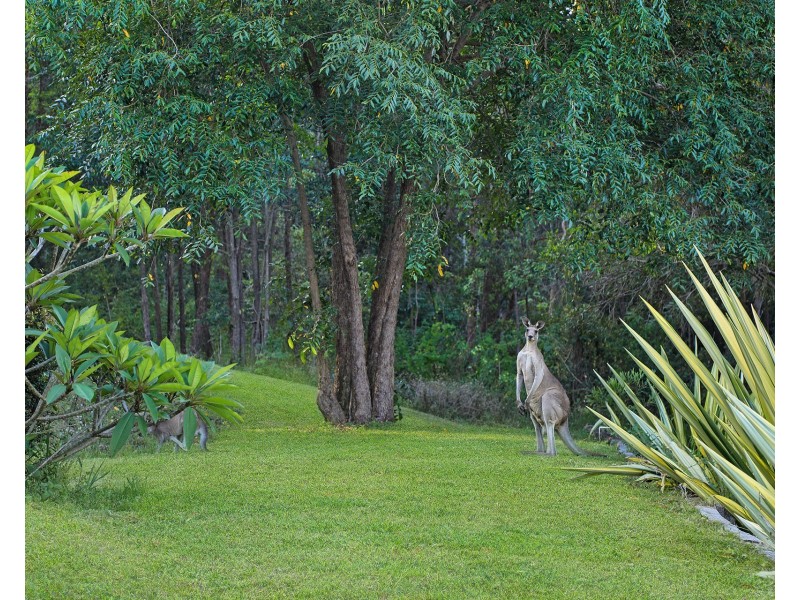20 Carnarvon Court, Yandina Creek QLD 4561