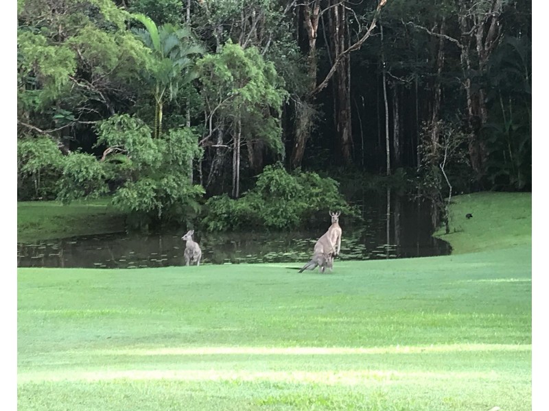 132 Stringybark Road, Buderim QLD 4556