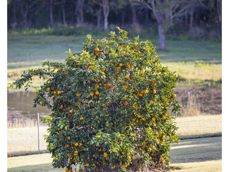 23 Watergum Drive, Pie Creek QLD 4570