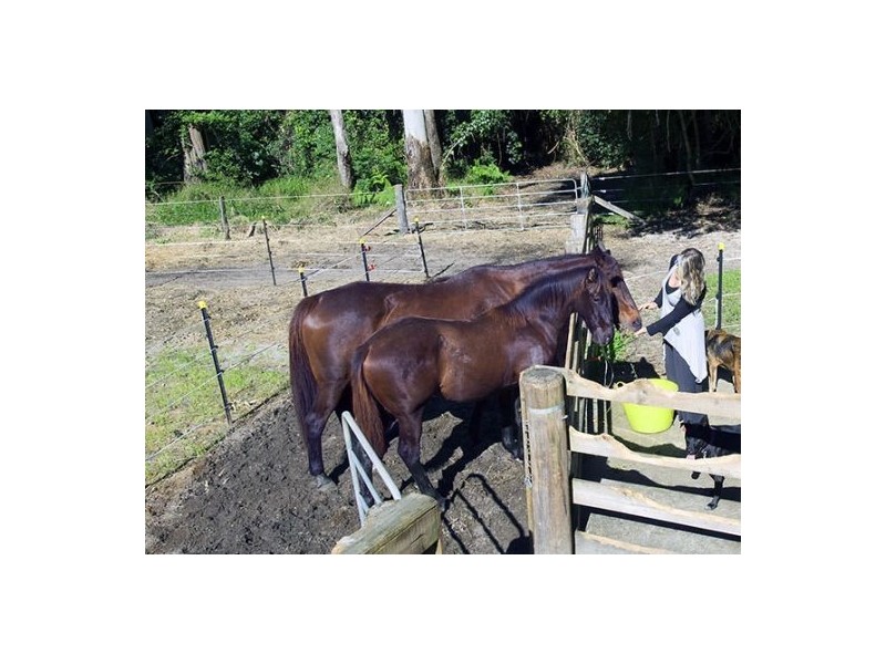 191 Glenmount Road, Tanawha QLD 4556
