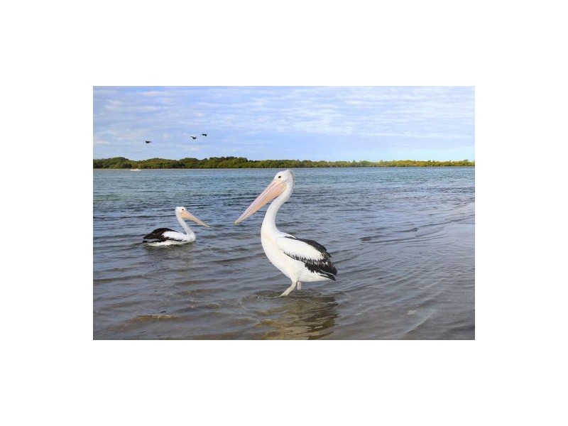 U1/ 61 Bradman Avenue, Maroochydore QLD 4558